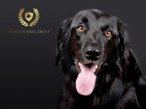 Welcome to World Kennel Group